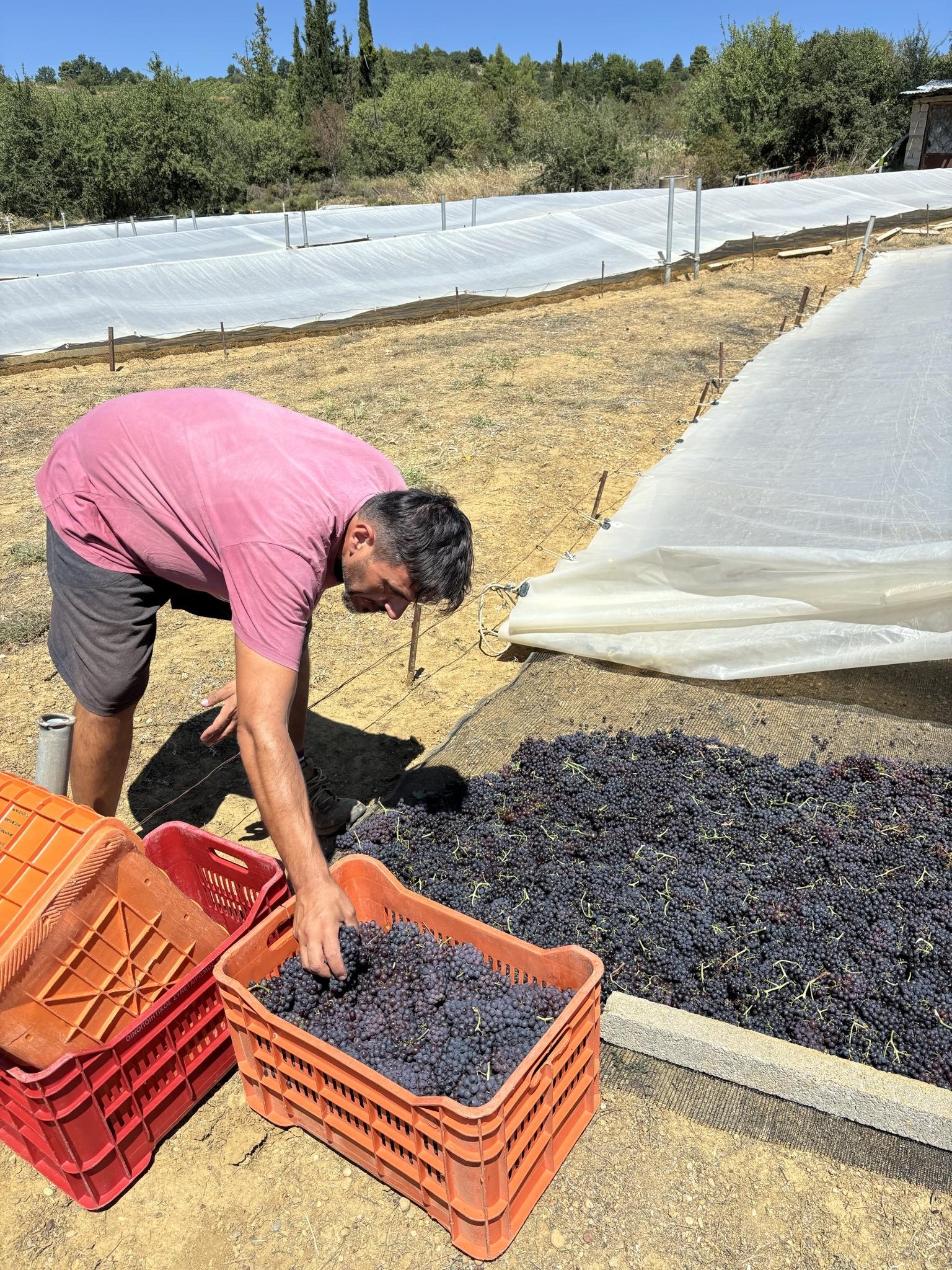 Άπλωμα κορινθιακής σταφίδας στο κτήμα BIOSE
